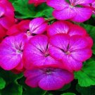15 Geranium Saturn Picotee flower Seeds Fresh Garden
