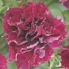 50 Petunia Double Cascade Burgundy Pelleted Petunia Seeds Fresh Garden