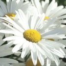 250 Chrysanthemum Max Alaska Daisy 3 Blooms Flower Seeds Fresh Garden