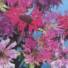 50 Bee Balm Maonarda Panorama Mix Seeds Fresh Garden
