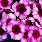 50 Dianthus Super Parfait Raspberry PELLETED Seeds Fresh Garden