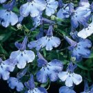 50 Multi Pelleted Lobelia Riviera Blue Splash Starts Seeds Fresh Garden