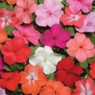 50 Impatiens Super Elfin XP Form Mix Flower Impatiens Seeds Fresh Garden 50 Impatiens Super Elfin XP Form Mix Flower Impatiens Seeds Fresh Garden