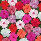 50 Impatiens Super Elfin XP Clear Mix Flower Impatiens Seeds Fresh Garden