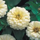 50 Zinnia Dreamland Ivory FLOWER Seeds Fresh Garden