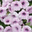 Shock Wave Pink Vein 25 Pelleted Starts Seeds Fresh Garden