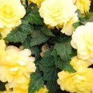 15 Pelleted Begonia Begonia Go Go Yellow Gogo Series Begonia Seeds Fresh Garden