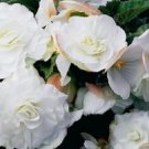 15 Pelleted Begonia Begonia Go Go White Gogo Series Begonia Seeds Fresh Garden
