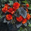 15 Pelleted Begonia Begonia Go Go Orange Gogo Series Begonia Seeds Fresh Garden