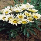 50 Gazania Mini Star White Gazania Seeds Fresh Garden