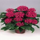 25 Pelleted Pentas Graffiti Bright Red Pentas Star Flower Seeds Fresh Garden