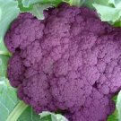 25 Cauliflower Graffiti Purple Cauliflower Seeds Fresh Garden