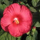 Hibiscus Luna Red HARDY HIBISCUS 15 Seeds Fresh Garden Hibiscus Luna Red HARDY HIBISCUS 15 Seeds Fresh Garden