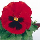 50 Pansy Character Red With Face FLOWER Seeds Fresh Garden