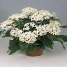 25 Pelleted Pentas Graffiti White Pentas Star Flower Seeds Fresh Garden