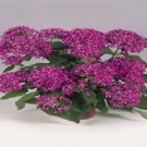 25 Pelleted Pentas Graffiti Violet Pentas Star Flower Seeds Fresh Garden