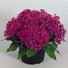 25 Pelleted Pentas Look Violet Pentas Star Flower Seeds Fresh Garden