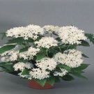 25 Pelleted Pentas Look White Pentas Star Flower Seeds Fresh Garden