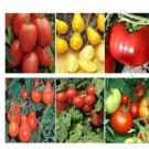 500 Tomato Mix 12 Different Kinds Mix Tomato Mix Seeds Fresh Garden
