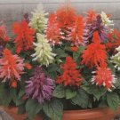 50 Salvia Salvia Saluti Mix Buy Flower Seeds Fresh Garden