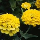 50 Zinnia Dreamland Yellow FLOWER Seeds Fresh Garden