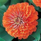 50 Zinnia Dreamland Coral FLOWER Seeds Fresh Garden