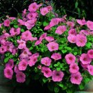 Petunia Trailing Petunia 25 Pelleted Ramblin Peach Glo Seeds Fresh Garden