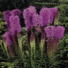 250 Liatris Kobold Dwarf Seeds Fresh Garden