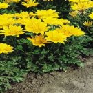 50 Gazania Mini Star Yellow Gazania Seeds Fresh Garden