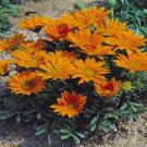 50 Gazania Mini Star Tangerine Gazania Seeds Fresh Garden
