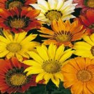 50 Gazania Mini Star Mix Gazania Seeds Fresh Garden