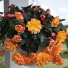 15 Begonia Illumination Golden Picotee Pelleted flower Seeds Fresh Garden