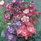 25 Aquilegia Winky Mix Columbine Seeds Fresh Garden