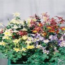 25 Aquilegie Columbine Music Mix Seeds Fresh Garden