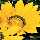 50 Gazania Yellow Flower Seeds Fresh Garden