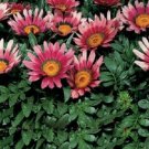 50 Gazania Pink Flower Seeds Fresh Garden