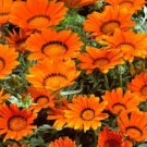 Gazania Bronze Flower 50 Seeds Fresh Garden