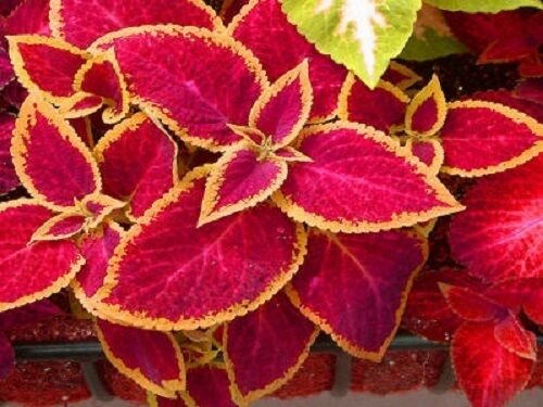 Coleus Jazz Ruby Coleus leader 50 Seeds Fresh Garden