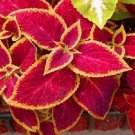 Coleus Jazz Ruby Coleus leader 50 Seeds Fresh Garden