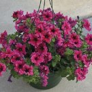 Petunia Espresso Frappe Rose 50 Pelleted GREAT FOR HANGING BASKETS Seeds Fresh Garden