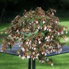 Begonia Begonia Bossa Nova White 15 pelleted Seeds Fresh Garden