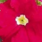 50 Pelleted Petunia Ultra Scarlet Seeds Fresh Garden