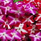50 Impatiens Accent Star Mix Impatiens Seeds Fresh Garden