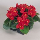 50 Pelleted Begonia Super Olympia Red BUY FLOWER Seeds Fresh Garden 50 Pelleted Begonia Super Olympia Red BUY FLOWER Seeds Fresh Garden