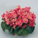 50 Pelleted Begonia Super Olympia Pink BUY FLOWER Seeds Fresh Garden