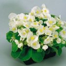 50 Pelleted Begonia Super Olympia White BUY FLOWER Seeds Fresh Garden
