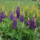 25 Lupine Popsicle Blue Lupine Buy Flower Seeds Fresh Garden