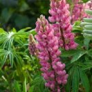 25 Lupine Popsicle Pink Buy Flower Lupinus Lupine Seeds Fresh Garden