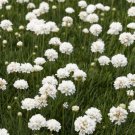Armeria First Up White 50 Flower Leader Seeds Fresh Garden Armeria First Up White 50 Flower Leader Seeds Fresh Garden