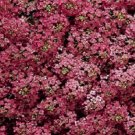100 Alyssum Wonderland Deep Rose Ground Cover Seeds Fresh Garden